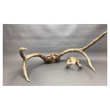 4 point deer skull cap & antlers