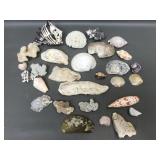 Unique Collection Of Seashells & Coral