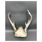 White Tail Deer Skull Cap 6 Point
