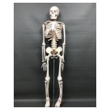 Human Skeleton Anatomical