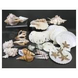 Seashells, Starfish, Sand Dollars & More!