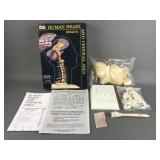 Vtg Renewal Human Brain Model Assembly Kit