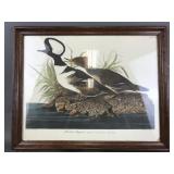 Hooded Merganser By J. J. Audubon