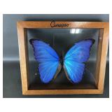 Framed Blue Morpho Buttery Specimen Framed