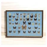 Vtg 1960s Taiwanese Butterfly Species Display