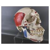 Educational Anatomical Human Skull Model