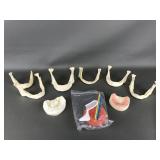 Anatomical Bone / Jaw Models & More