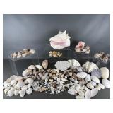King Helmet, Ruffle Clam, Blood Mouth Conch & More