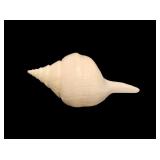 Giant Australian Trumpet Shell
