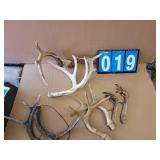 antler lot