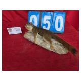 taxidermied chipmunk