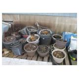 Plants  Planters & Soils