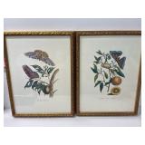 20x26 Butterfly Botanical Prints in Gilt Frames