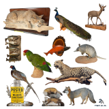 9AM Taxidermy Ring Mounts