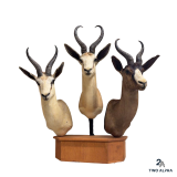 9AM Taxidermy Ring Mounts