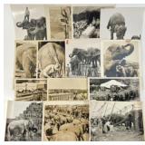 CIRCUS ELEPHANT PHOTOGRAPH COLLECTION