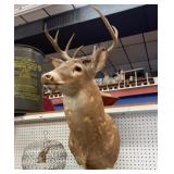 TAXIDERMY DEER HEAD