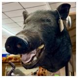 TAXIDERMY BOAR HEAD