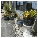 LOT OF PLANTS