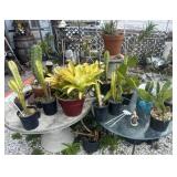 LOT OF PLANTS/CACTUS/TABLES