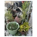 LOT OF PLANTS/POTS