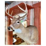 TAXIDERMY, DEER HEAD