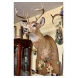 TAXIDERMY, DEER HEAD