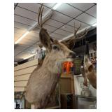 TAXIDERMY DEER HEAD