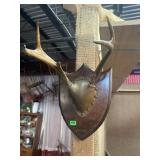 TAXIDERMY MOUNT