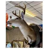 TAXIDERMY DEER HEAD