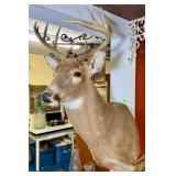 TAXIDERMY DEER HEAD
