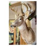 TAXIDERMY DEER HEAD