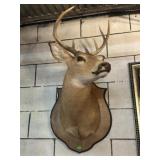 TAXIDERMY DEER HEAD