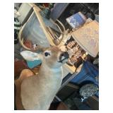 TAXIDERMY DEER HEAD