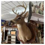 TAXIDERMY DEER HEAD