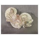 Unique Shell Design Wall Art Piece 8 x 4.75