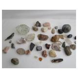 Fossils/Rocks