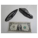 Orthoceras Fossils