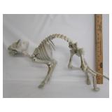 Halloween Skeleton Cat