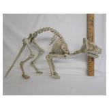 Halloween Skeleton Cat