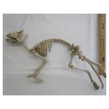 Halloween Skeleton Cat