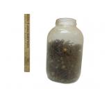 Vintage Jar Full Of Nails