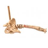 Spine Decor
