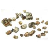 Meglodon Elephant Teeth