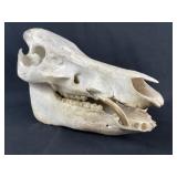 Trophy Texas Boar Skull w/ Tusks, Natural