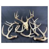 Deer Skull & Antlers, Natural