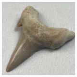 54M y/o Otodus Shark Tooth Fossil, Morocco
