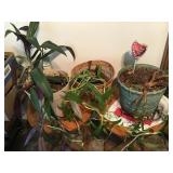 FOUR PLANTS - MOSES BASKET IN BUSH