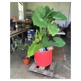 ELEPHANT TREE, TWO POTS WITH PLANTS, HANDMADE