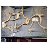 Random deer antlers and sheds